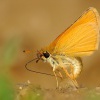 Soumracnik careckovany - Thymelicus lineola 2131